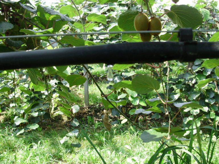 Irrigazione a goccia kiwi