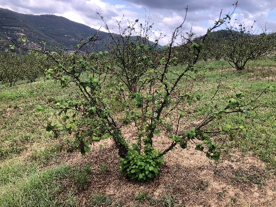 Eventi climatici estremi: Prove in campo sulla gestione dei noccioleti dopo importanti grandinate