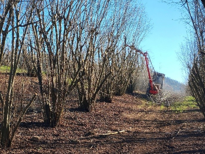 Cali produttivi, corileti a fine ciclo e rinnovo della chioma, quale correlazione? Agrion in prima linea con prove di potatura